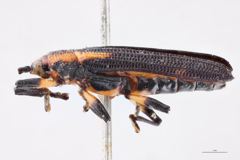 Uroplata emilii Lt L.jpg