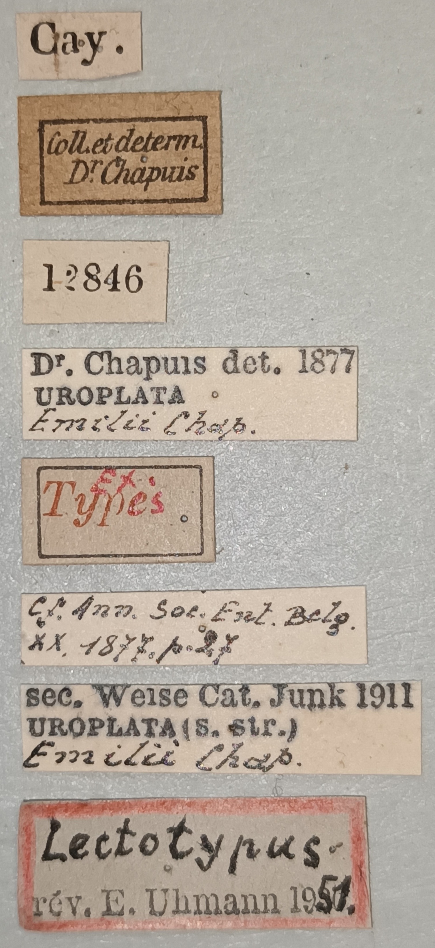 Uroplata emilii Lt Labels.jpg