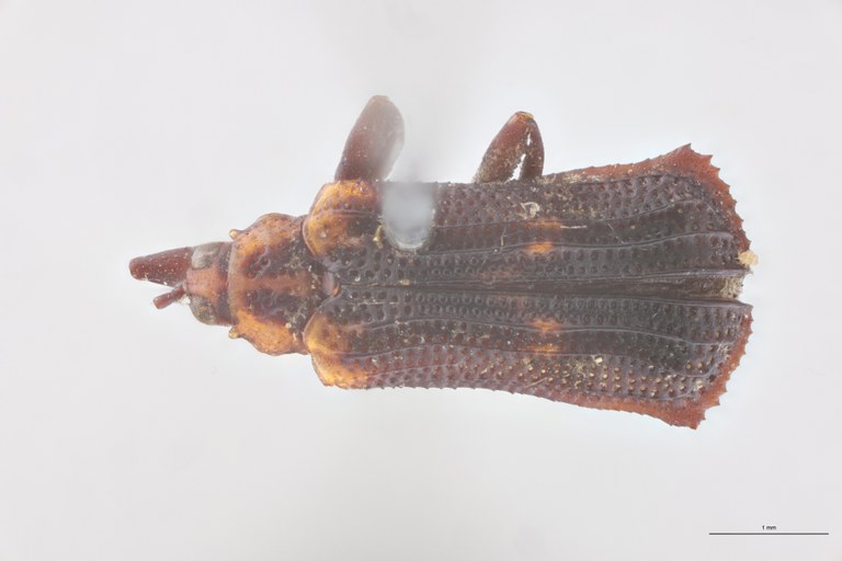 Uroplata fusca Ex-T D.jpg