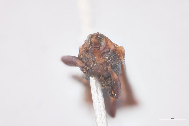 Uroplata fusca Ex-T F-V.jpg