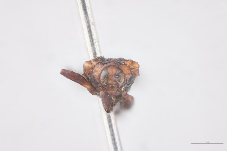 Uroplata fusca Ex-T F.jpg