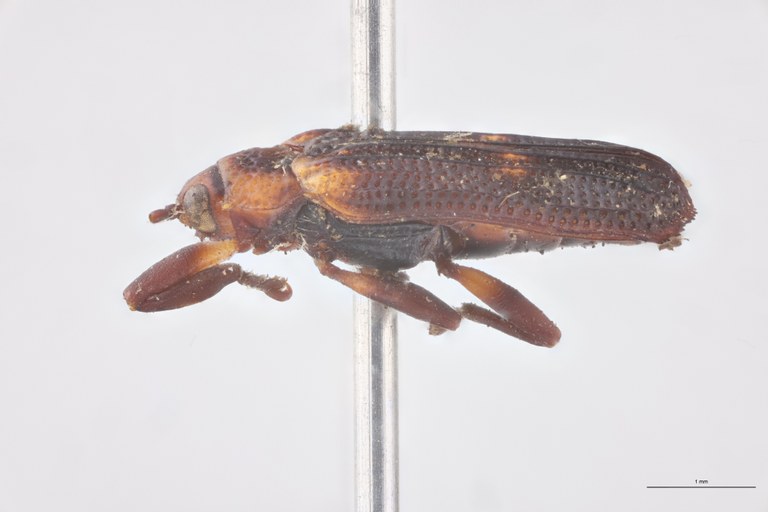 Uroplata fusca Ex-T L.jpg