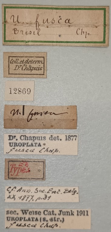 Uroplata fusca Ex-T Labels.jpg