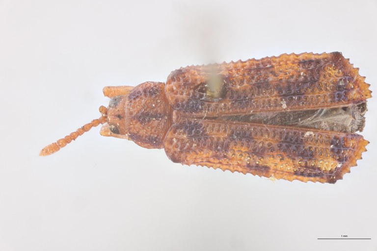 Uroplata jucunda Ex-T D.jpg