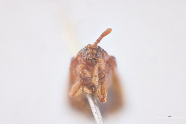 Uroplata jucunda Ex-T F-V.jpg