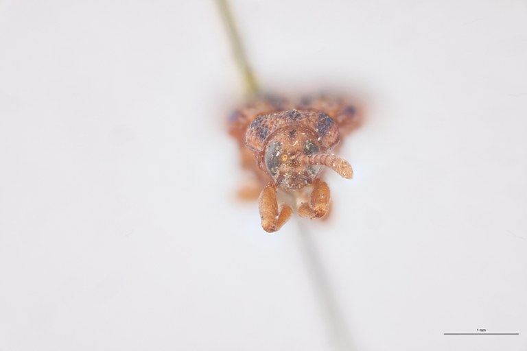 Uroplata jucunda Ex-T F.jpg