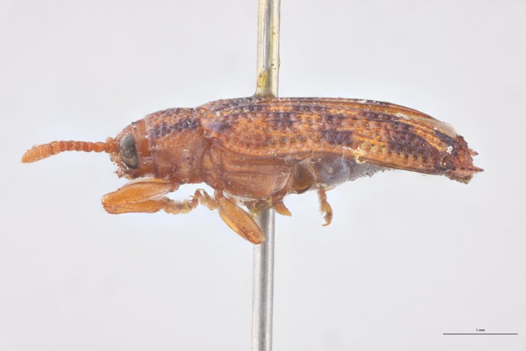 Uroplata jucunda Ex-T L.jpg