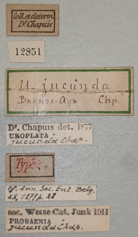 Uroplata jucunda Ex-T Labels.jpg