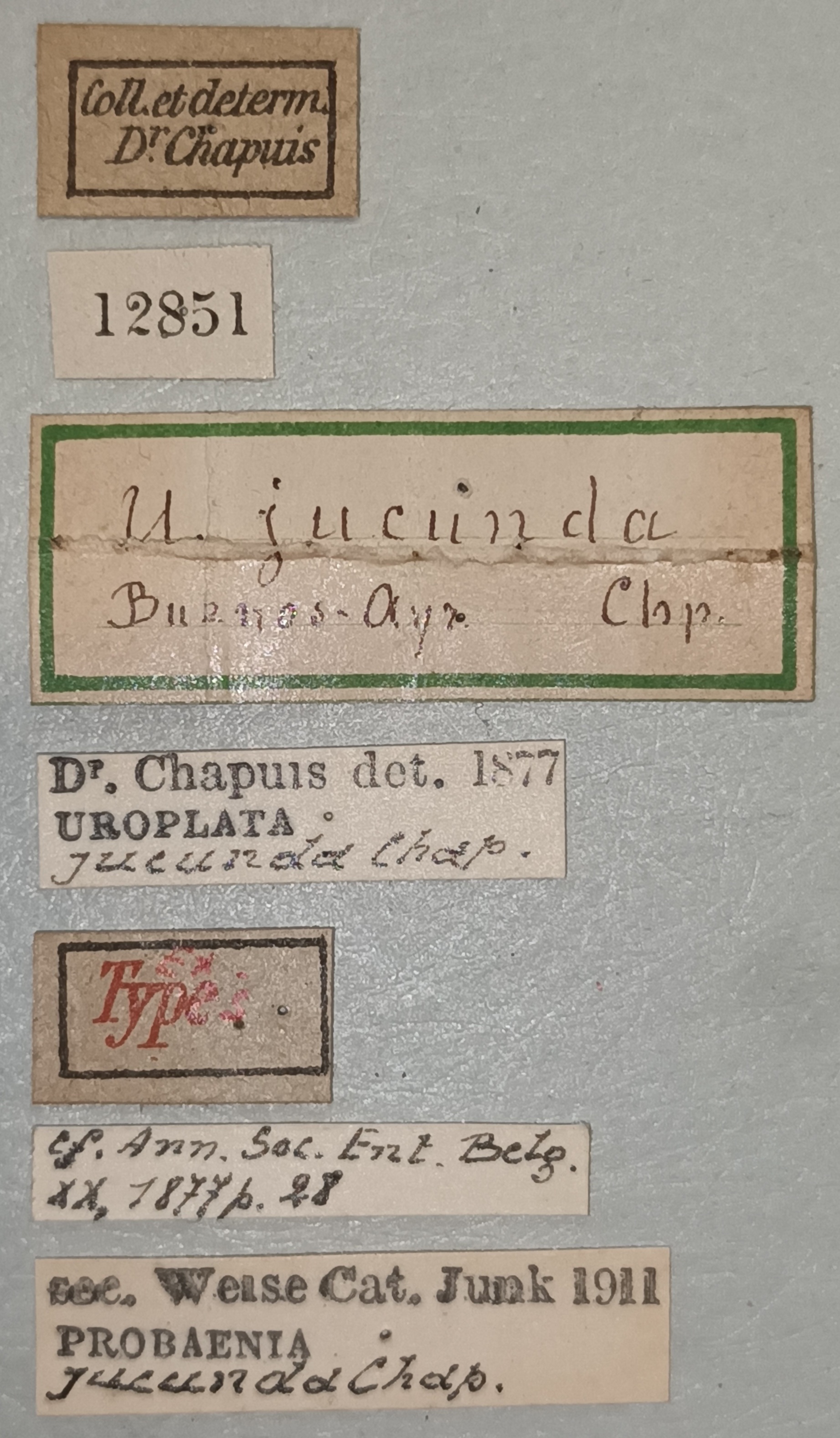 Uroplata jucunda Ex-T Labels.jpg