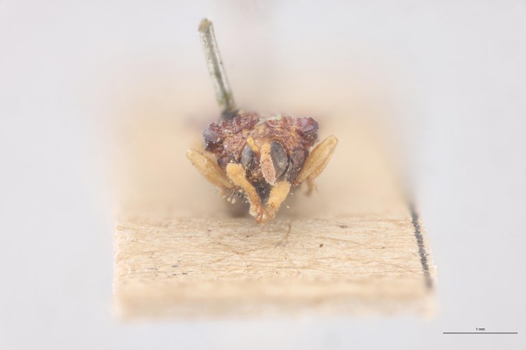 Uroplata miniscula T F.jpg