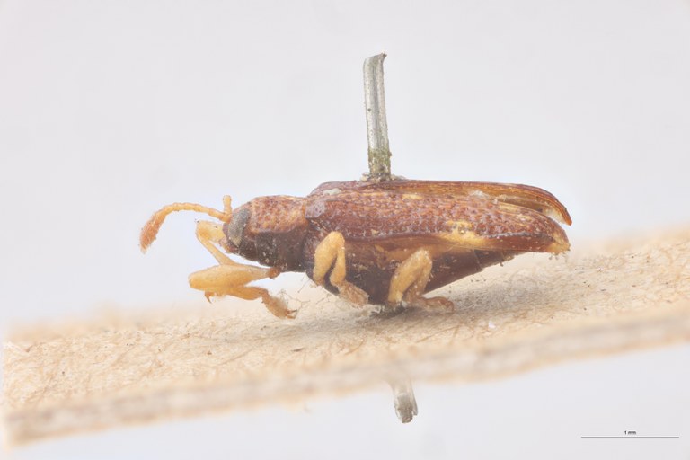 Uroplata miniscula T L.jpg