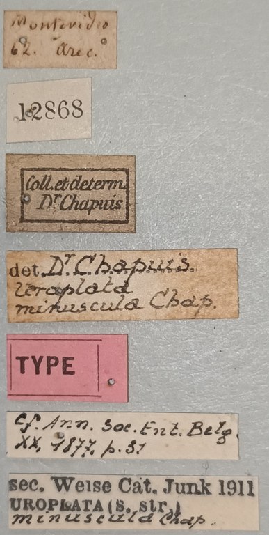 Uroplata miniscula T Labels.jpg