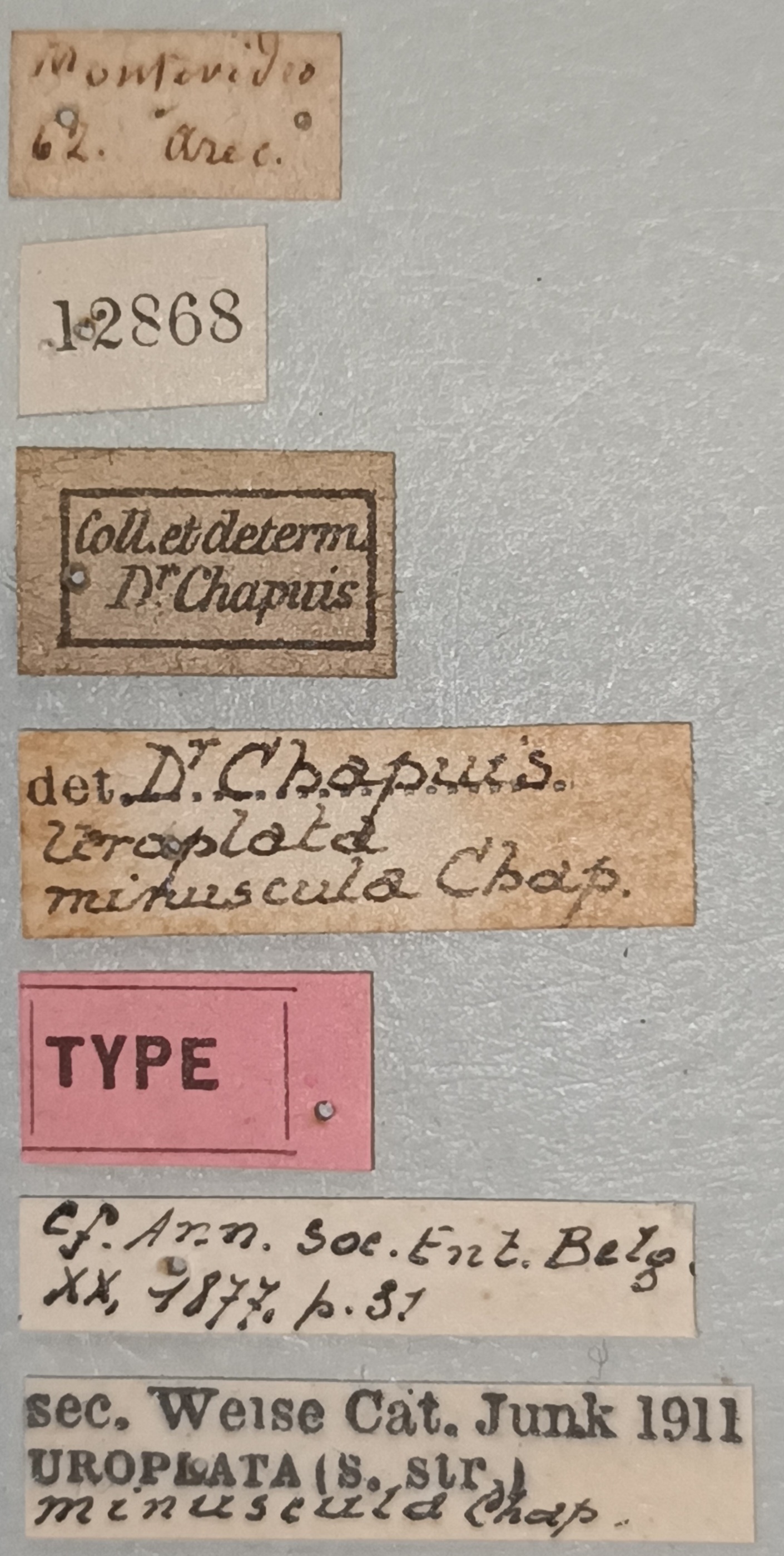 Uroplata miniscula T Labels.jpg