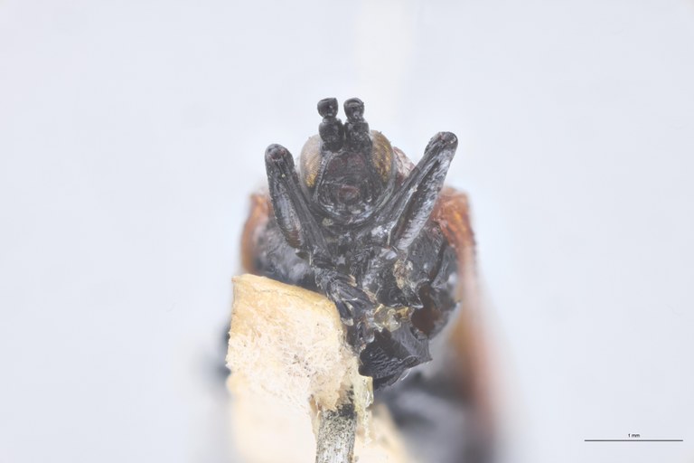 Uroplata candezei St F-V.jpg