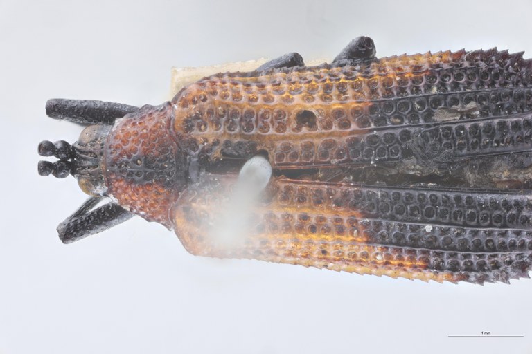 Uroplata candezei St Head-Close-Up.jpg