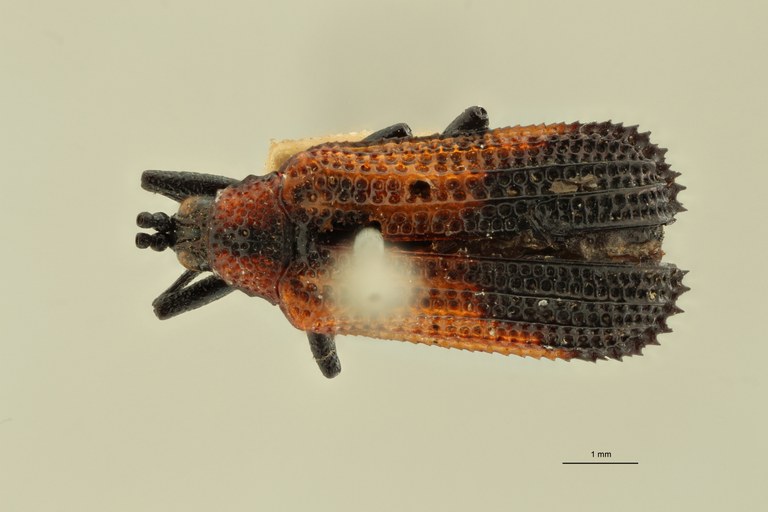 Uroplata (Pentispa) candezei st D ZS PMax.jpg Uroplata (Pentispa) candezei st D ZS PMax.jpg