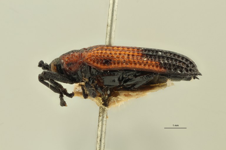 Uroplata (Pentispa) candezei st L ZS PMax.jpg Uroplata (Pentispa) candezei st L ZS PMax.jpg