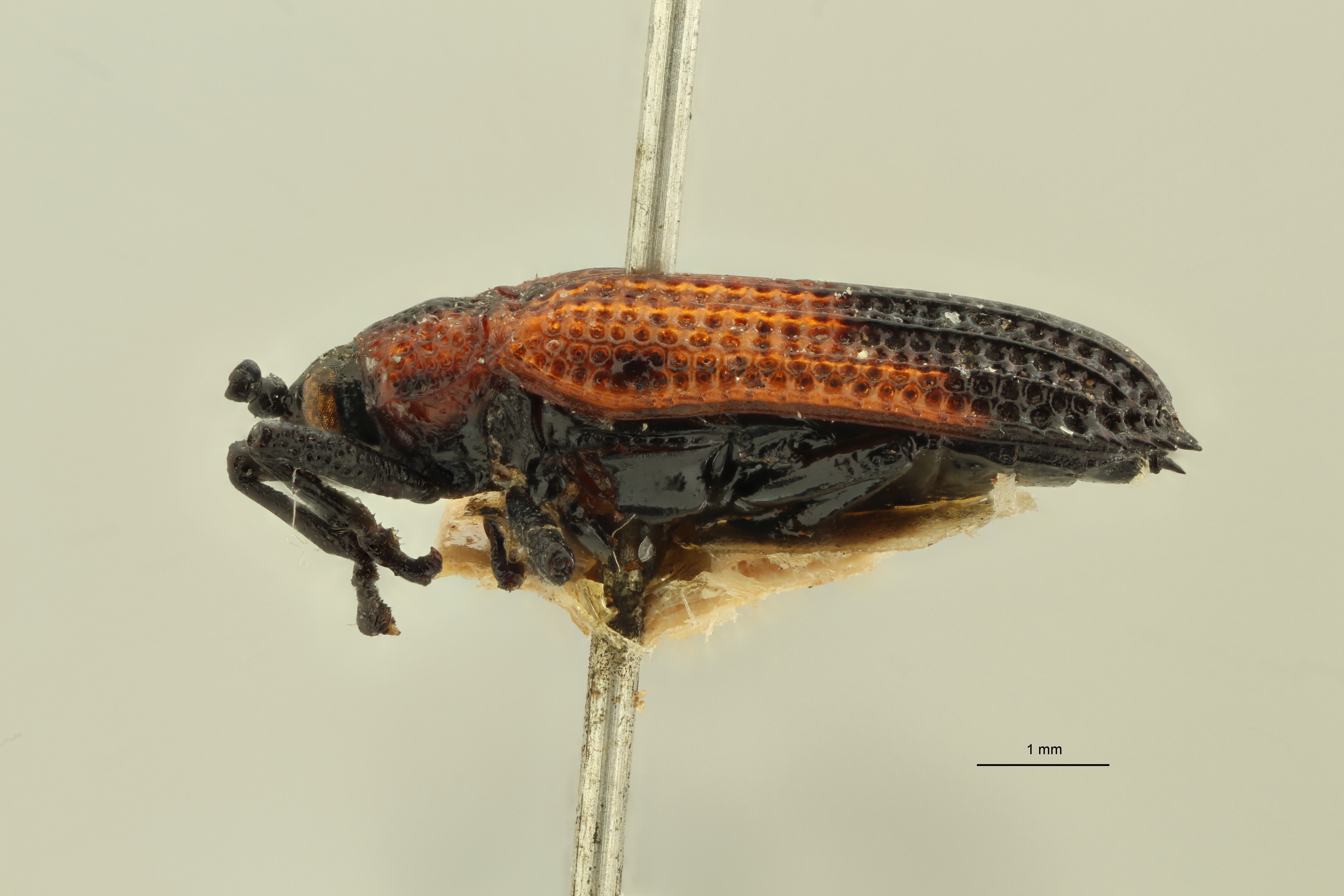 Uroplata (Pentispa) candezei st L ZS PMax.jpg