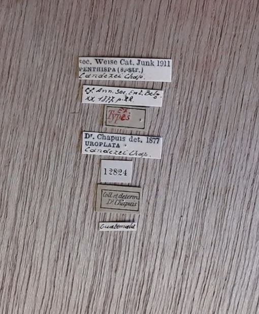 Uroplata (Pentispa) candezei st Labels.jpg Uroplata (Pentispa) candezei st Labels.jpg