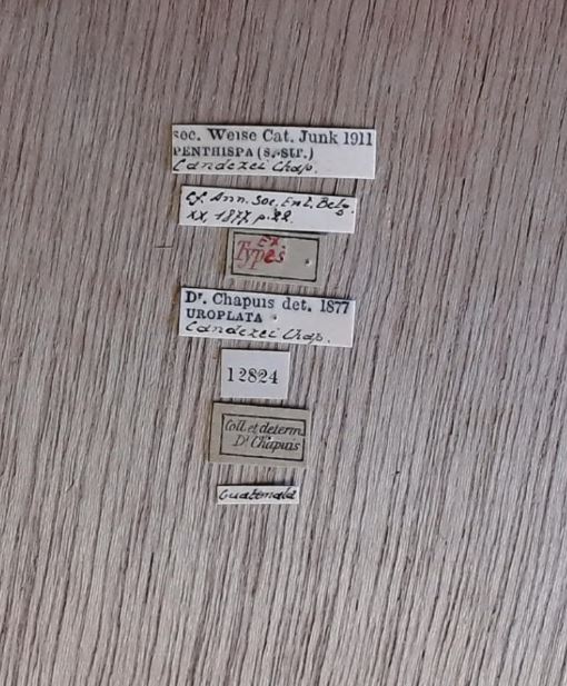 Uroplata (Pentispa) candezei st Labels.jpg