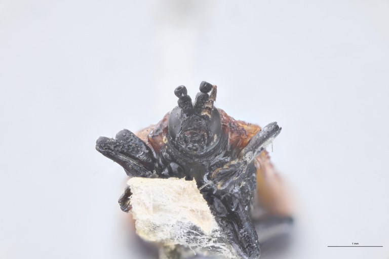 Uroplata candezei St F-V.jpg