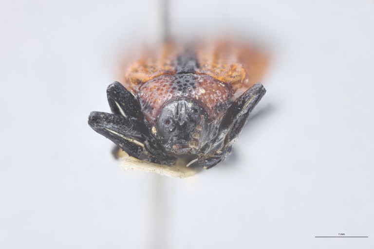 Uroplata candezei St F.jpg