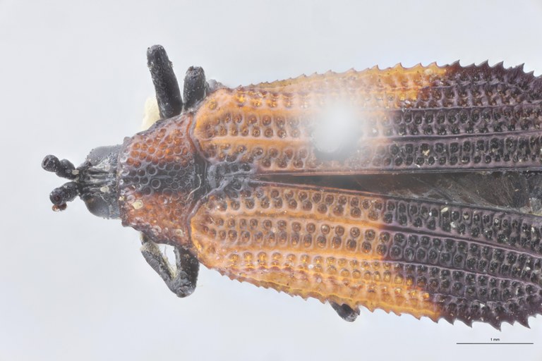 Uroplata candezei St Head-Close-Up.jpg