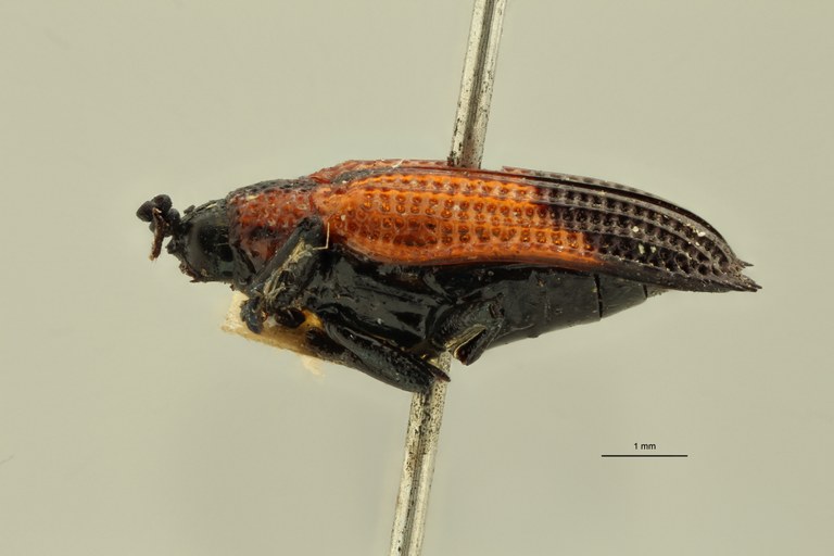 Uroplata (Pentispa) candezei st L ZS PMax.jpg