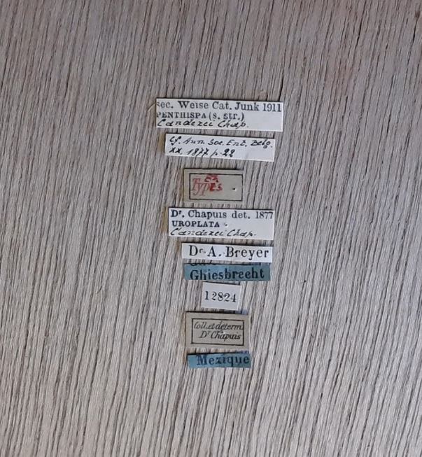 Uroplata (Pentispa) candezei st Labels.jpg