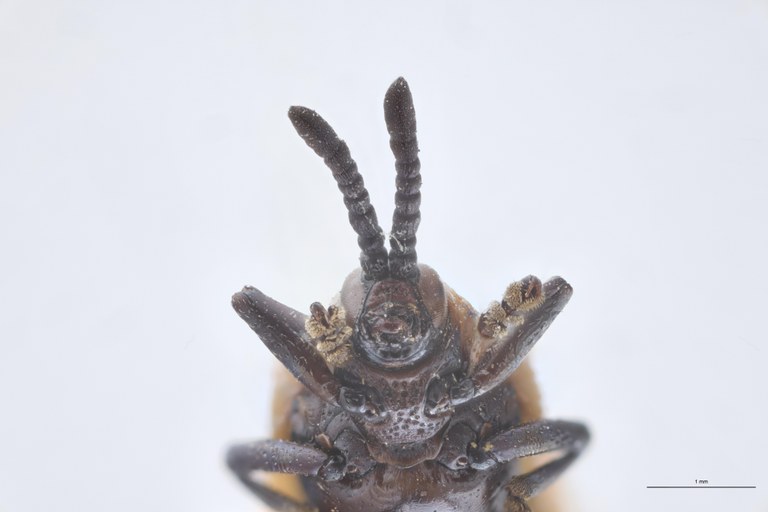 Uroplata candezei St F-V.jpg