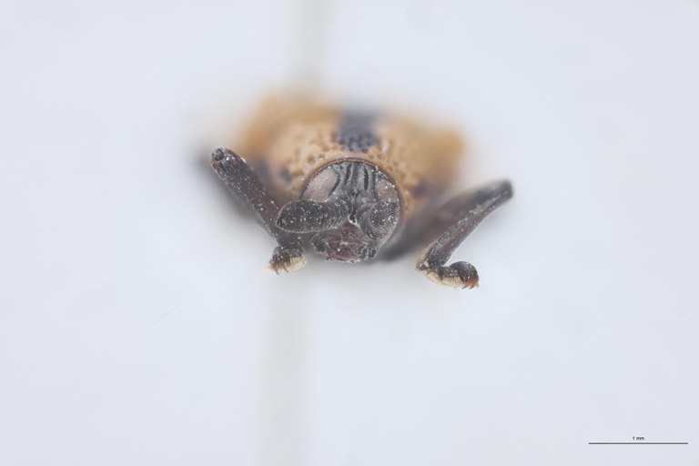 Uroplata candezei St F.jpg