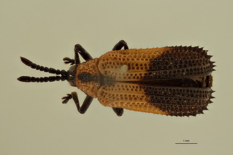 Uroplata (Pentispa) candezei st D ZS PMax.jpg