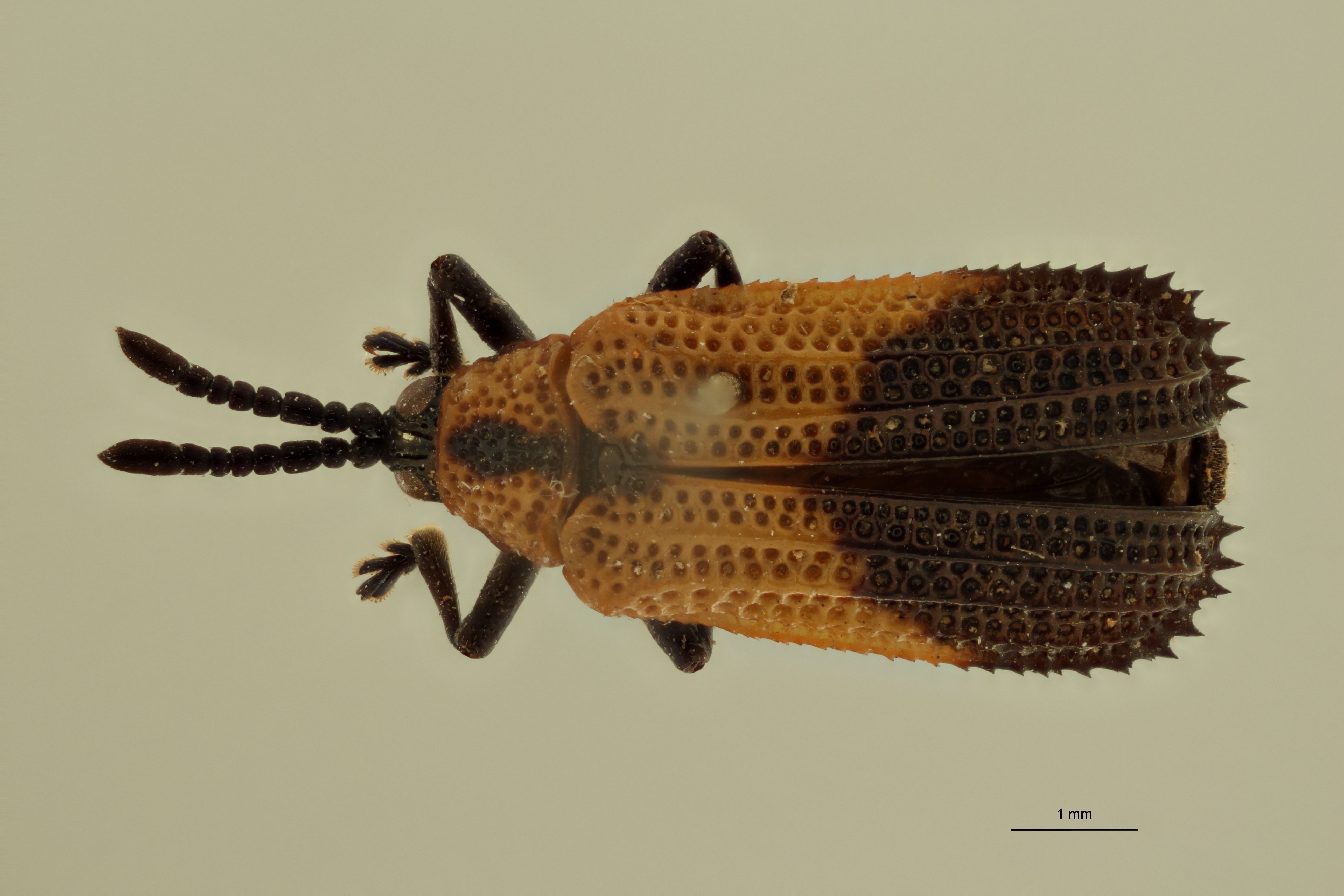 Uroplata (Pentispa) candezei st D ZS PMax.jpg