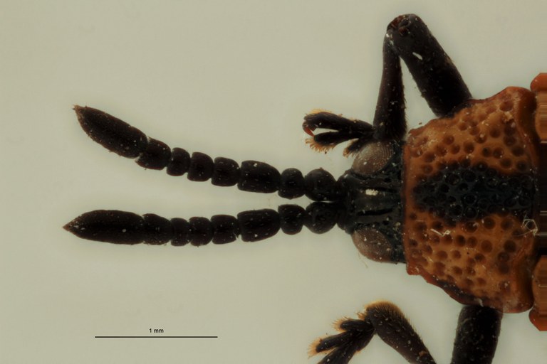 Uroplata (Pentispa) candezei st H ZS PMax.jpg