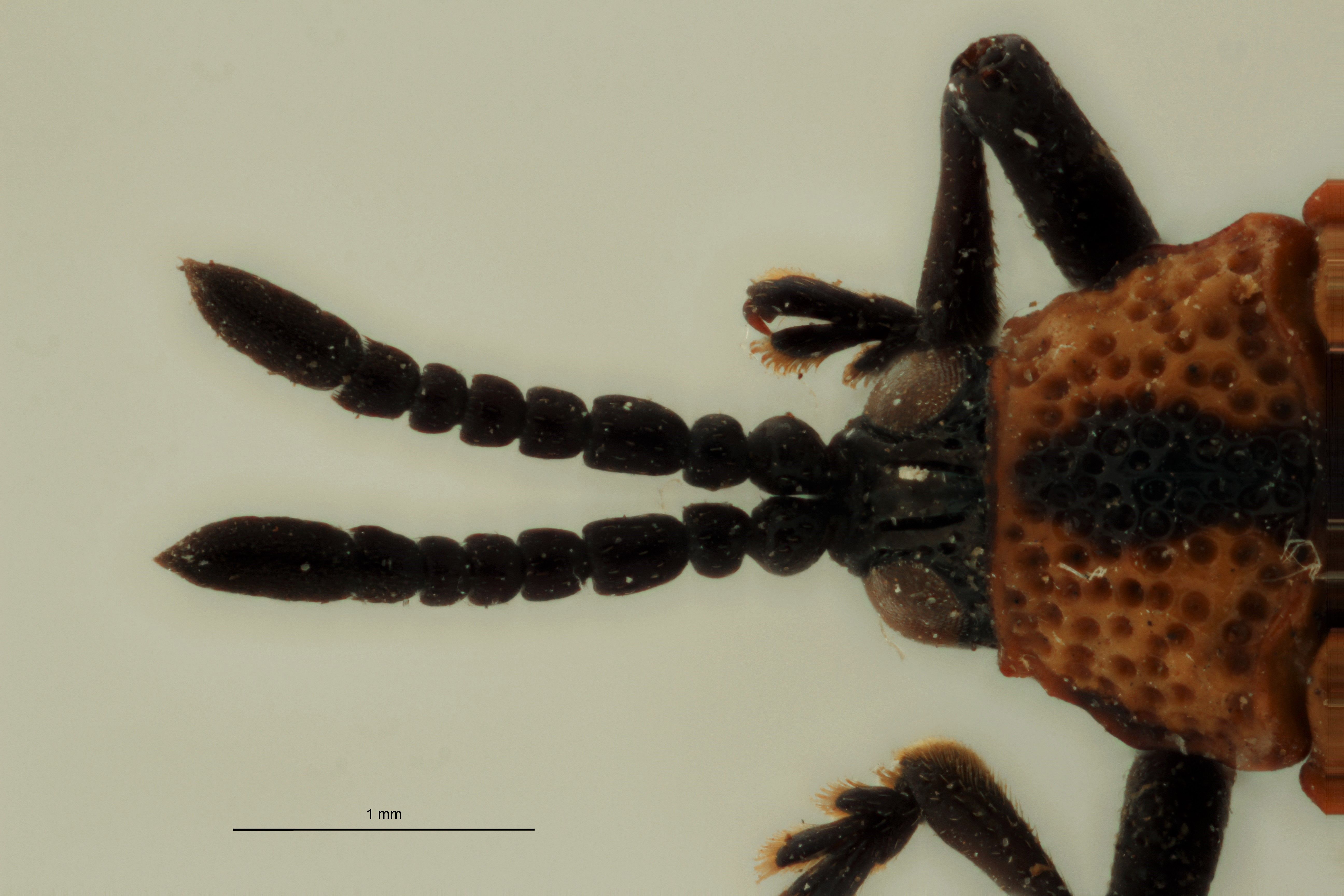 Uroplata (Pentispa) candezei st H ZS PMax.jpg