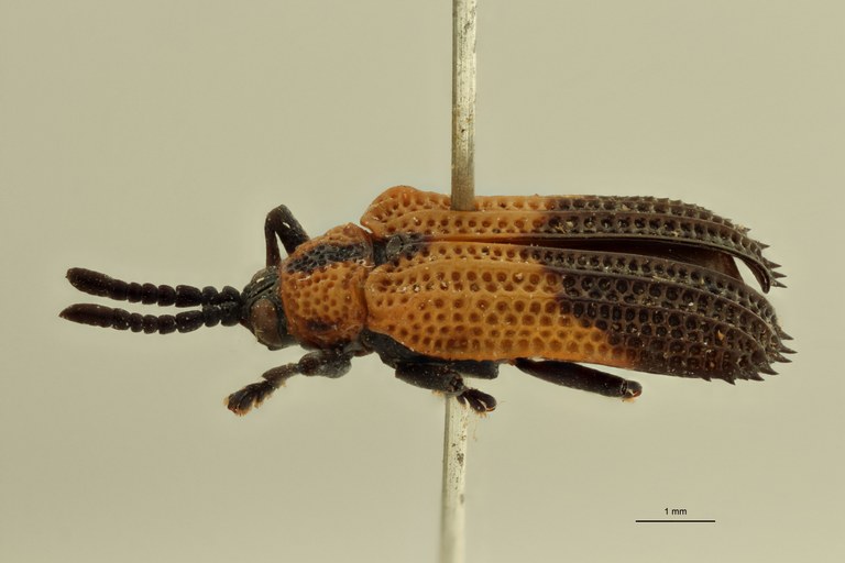 Uroplata (Pentispa) candezei st L ZS PMax.jpg