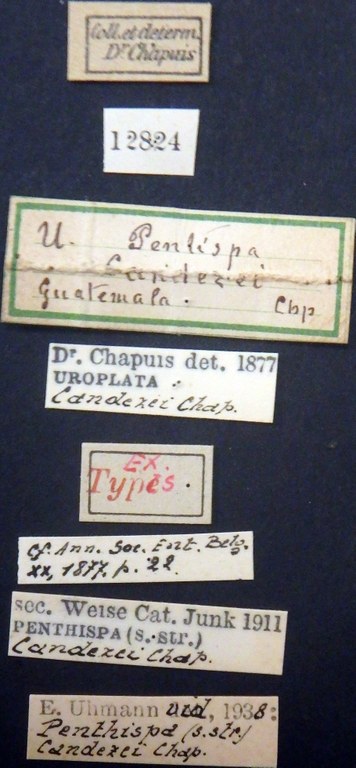 Uroplata (Pentispa) candezei st Lb.jpg