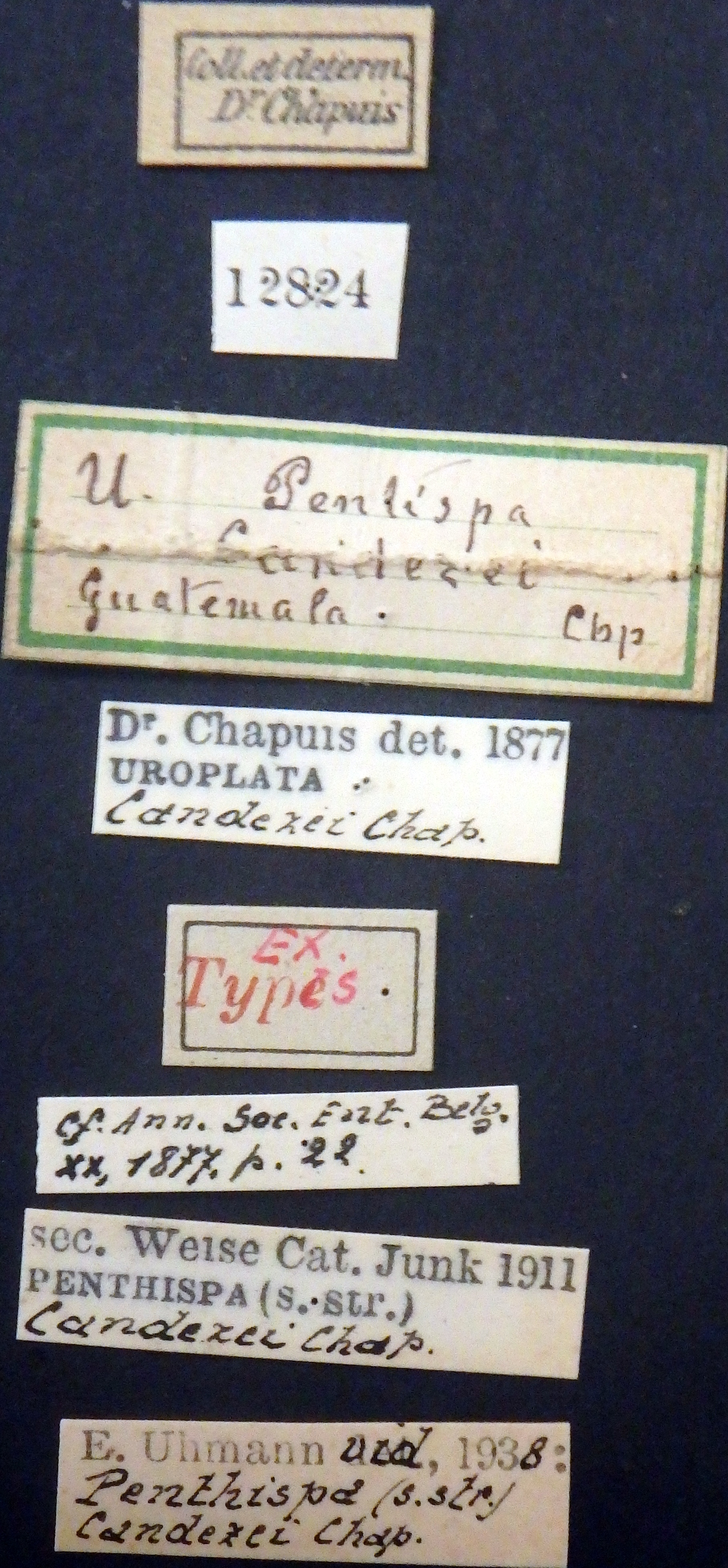 Uroplata (Pentispa) candezei st Lb.jpg