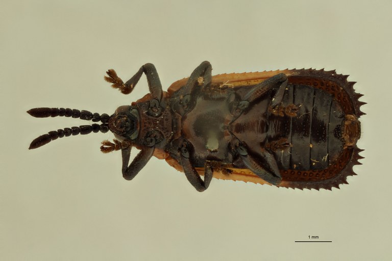 Uroplata (Pentispa) candezei st V ZS PMax.jpg
