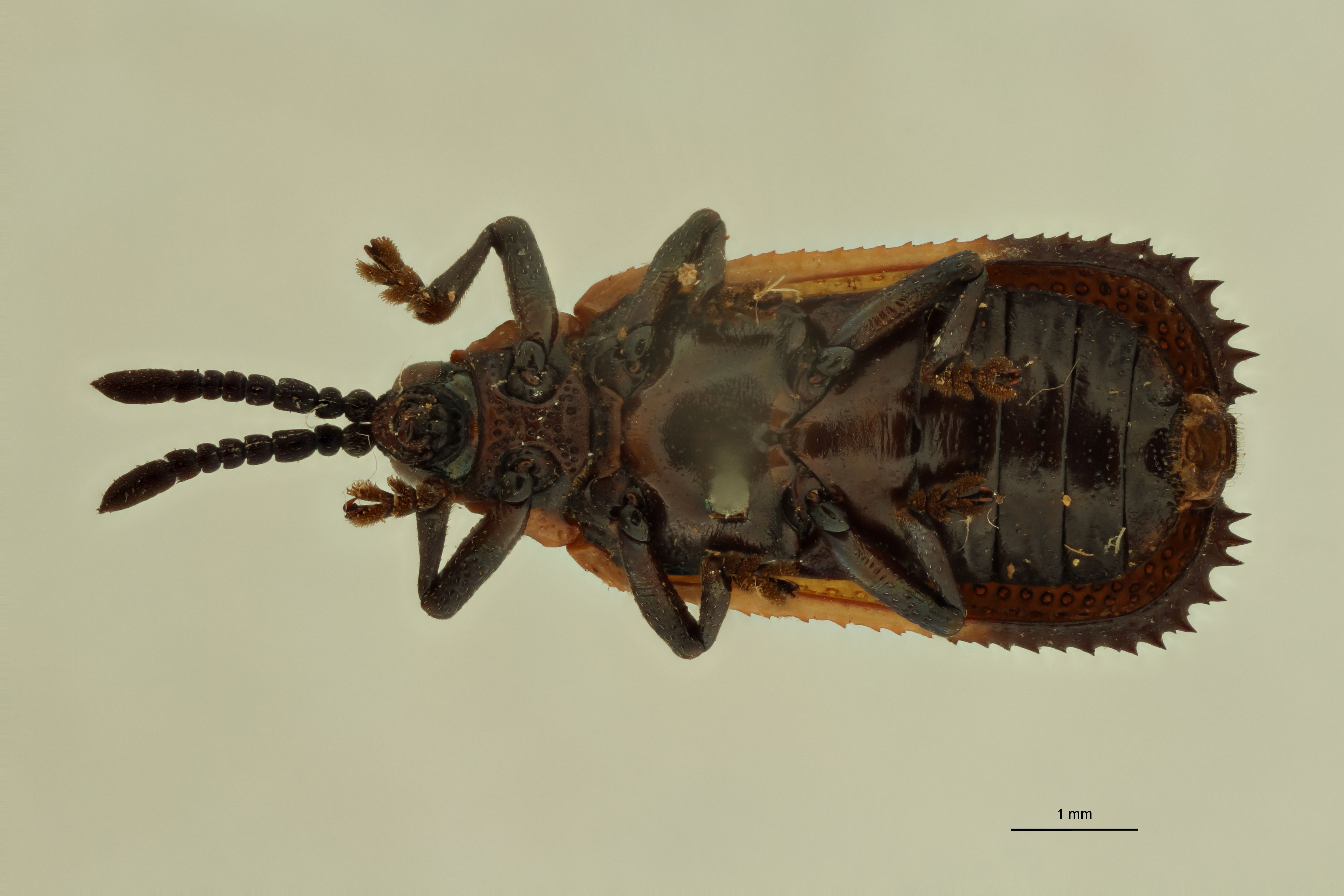 Uroplata (Pentispa) candezei st V ZS PMax.jpg
