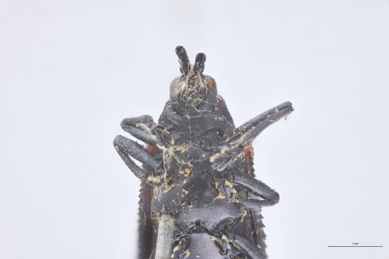 Uroplata fairmairei T F-V.jpg