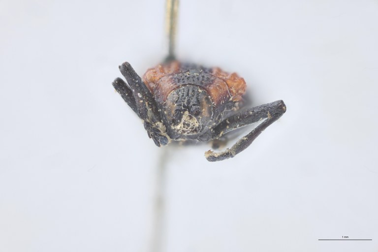 Uroplata fairmairei T F.jpg