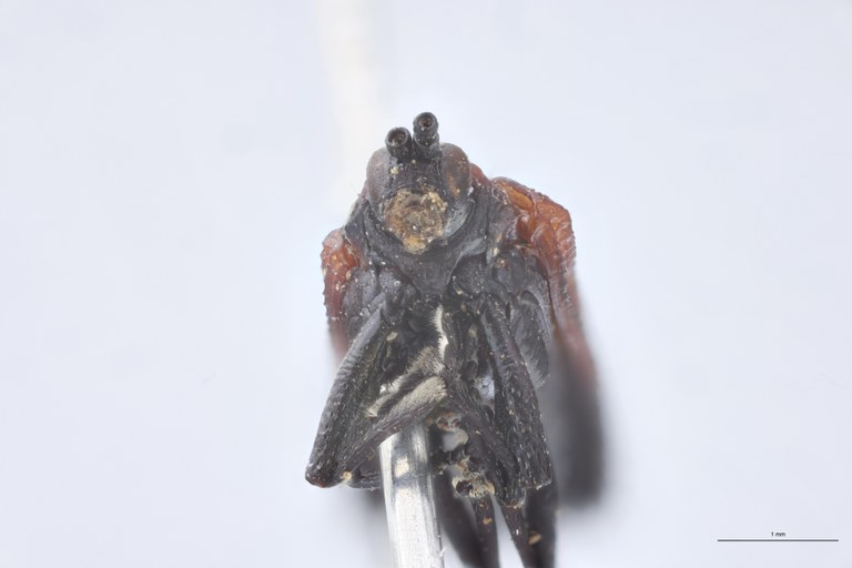 Uroplata rodriguezi St F-V.jpg