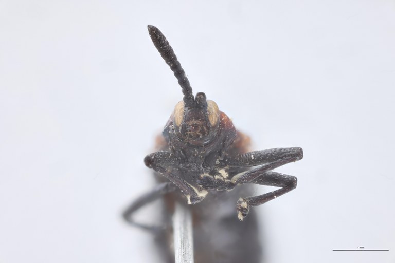 Uroplata subvirens T F-V.jpg