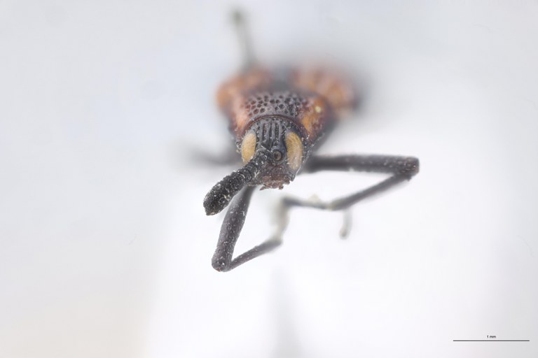 Uroplata subvirens T F.jpg