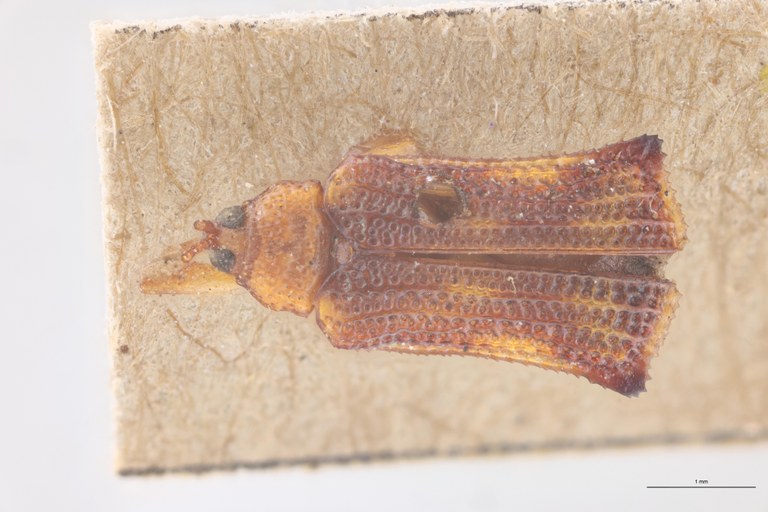 Uroplata planiuscula T D.jpg