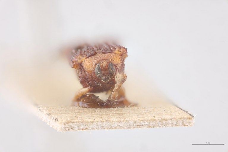 Uroplata planiuscula T F.jpg