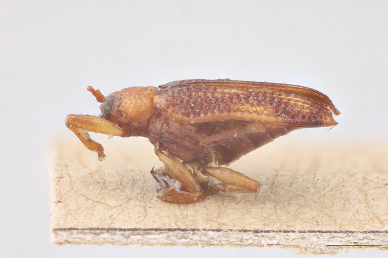 Uroplata planiuscula T L.jpg