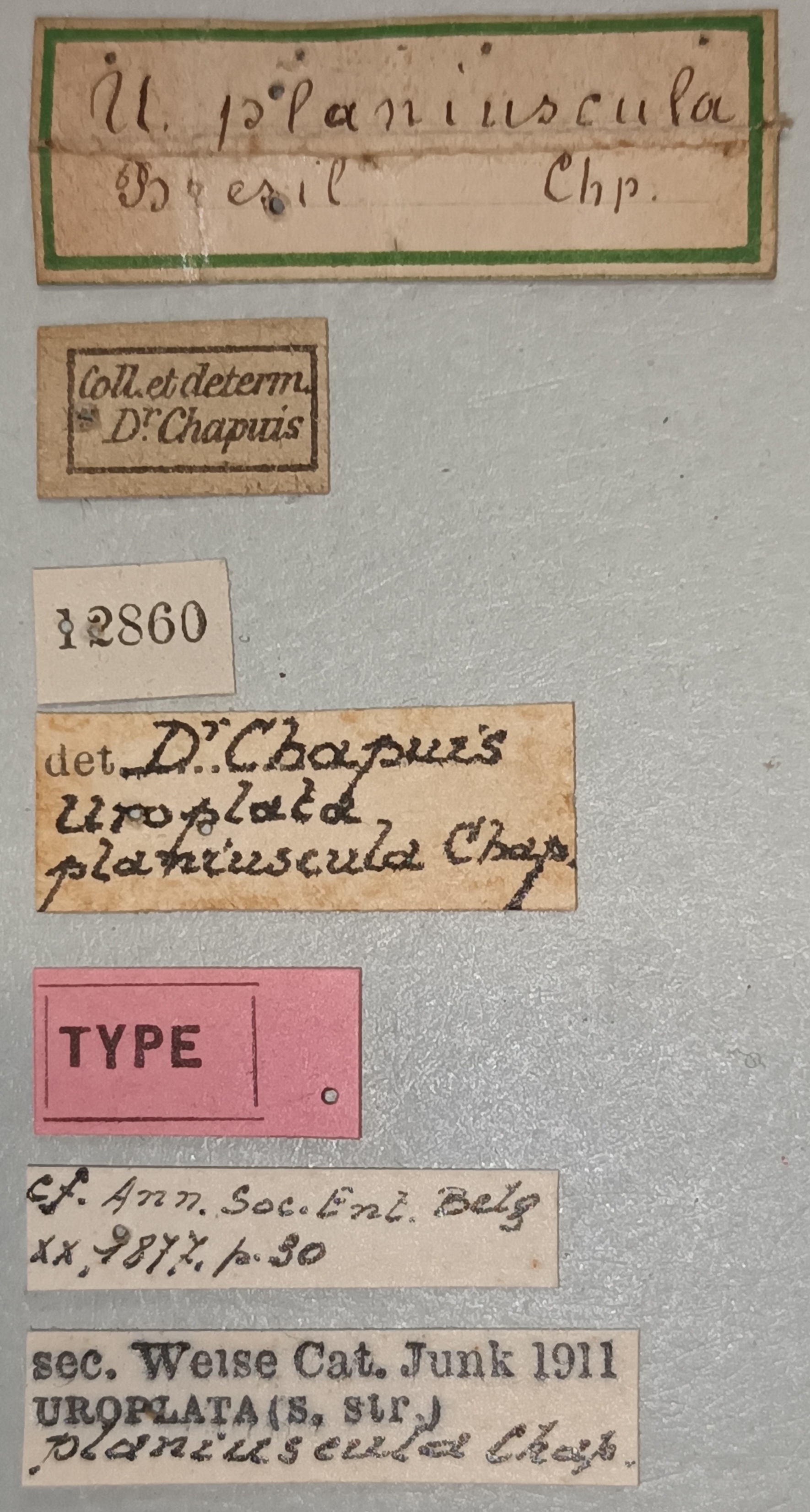 Uroplata planiuscula T Labels.jpg