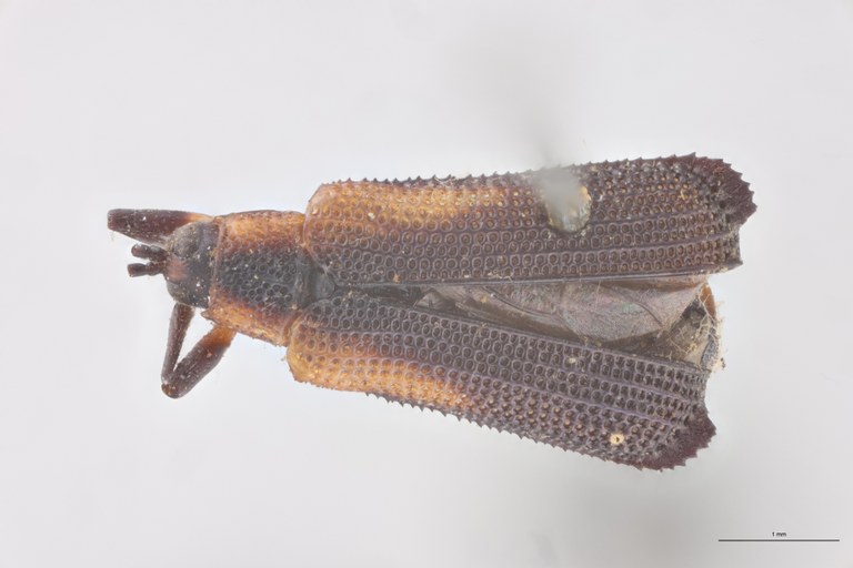 Uroplata sculptilis T D.jpg